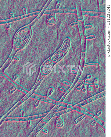 Fungus Trichophyton tonsurans, 3D illustration Fungus Trichophyton tonsurans, 3D illustration 111228243