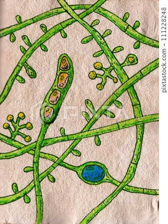 Fungus Trichophyton tonsurans, hand-drawn illustration Fungus Trichophyton tonsurans, hand-drawn illustration 111228248