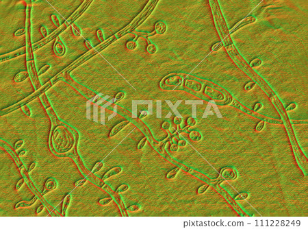 Fungus Trichophyton tonsurans, 3D illustration 111228249