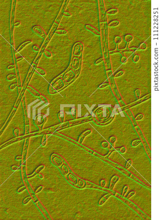 Fungus Trichophyton tonsurans, 3D illustration Fungus Trichophyton tonsurans, 3D illustration 111228251