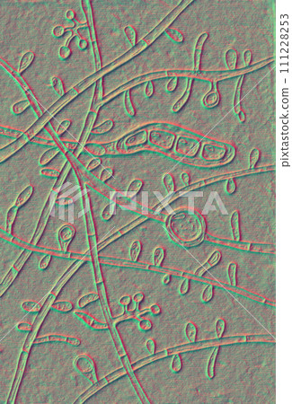 Fungus Trichophyton tonsurans, 3D illustration Fungus Trichophyton tonsurans, 3D illustration 111228253