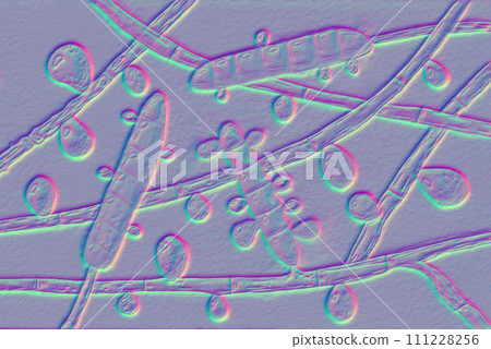Fungus Trichophyton rubrum, 3D illustration 111228256
