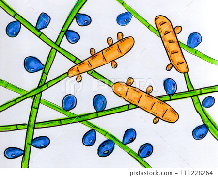 Fungus Trichophyton rubrum, hand-drawn illustration Fungus Trichophyton rubrum, hand-drawn illustration 111228264