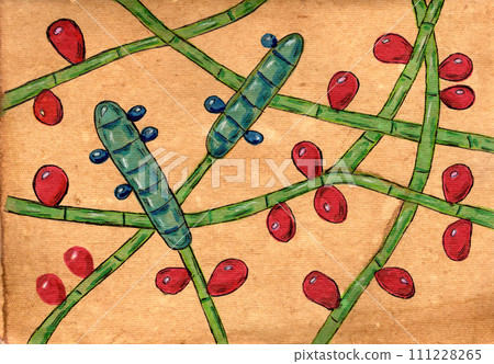 Fungus Trichophyton rubrum, hand-drawn illustration Fungus Trichophyton rubrum, hand-drawn illustration 111228265
