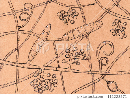 Fungus Trichophyton rubrum, hand-drawn illustration Fungus Trichophyton rubrum, hand-drawn illustration 111228271