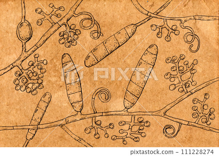 Fungus Trichophyton rubrum, hand-drawn illustration Fungus Trichophyton rubrum, hand-drawn illustration 111228274