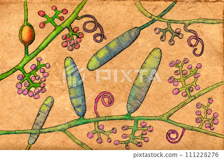 Fungus Trichophyton rubrum, hand-drawn illustration Fungus Trichophyton rubrum, hand-drawn illustration 111228276
