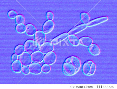 Saccharomyces cerevisiae yeasts, illustration 111228280