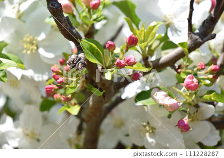 Cute white princess apple flowers and light pink buds 111228287