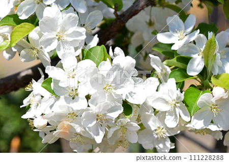 Hime apple white flowers 111228288