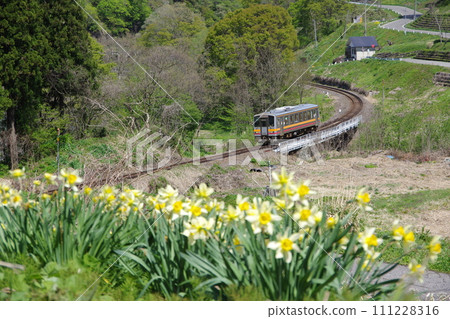 Oito Line Kiha 120 train and daffodil Oito Line Kiha 120 train and daffodil 111228316