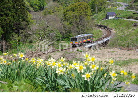 Oito Line Kiha 120 and Narcissus Oito Line Kiha 120 and Narcissus 111228320