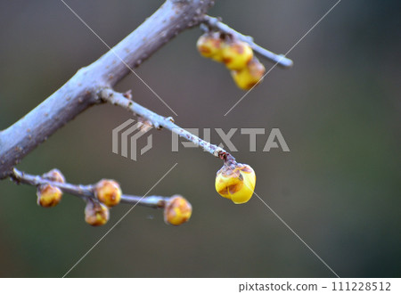 Wax plum buds waiting for spring Wax plum buds waiting for spring 111228512