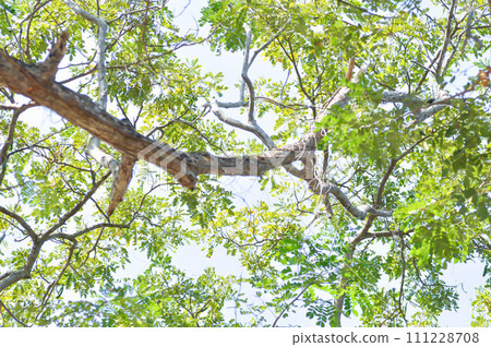 Rain tree or Samanea saman, LEGUMINOSAE MIMOSOIDEAE 111228708