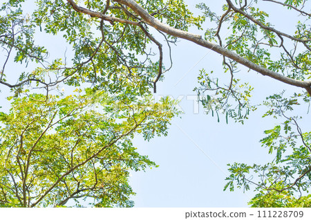 Rain tree or Samanea saman, LEGUMINOSAE MIMOSOIDEAE 111228709