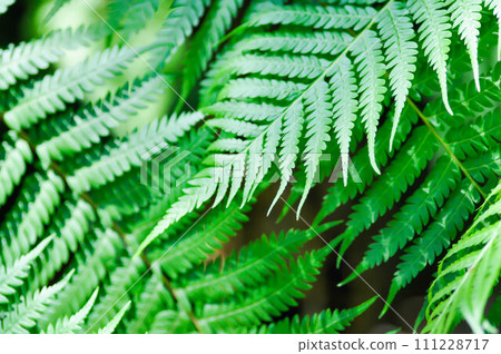 Cyathea caracasana, Cyathea brownii Little Aussie Larrikin Norfolk or Tree Fern or Smooth Tree Fern or fern tree or fern ,Golden Moss or Chain Fern 111228717