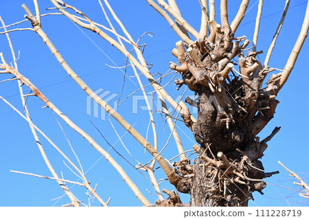 Mulberry field in winter (blight) 111228719