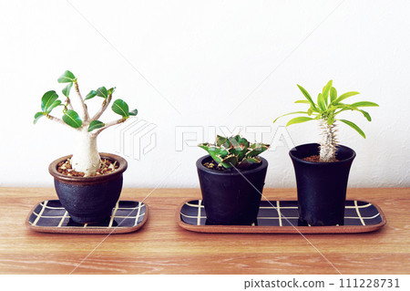 美麗的觀葉植物 111228731