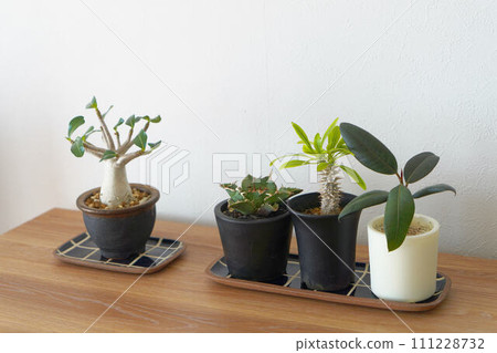 美麗的觀葉植物 111228732