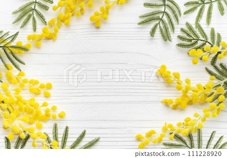 Mimosa flowers on white wooden background Mimosa flowers on white wooden background 111228920