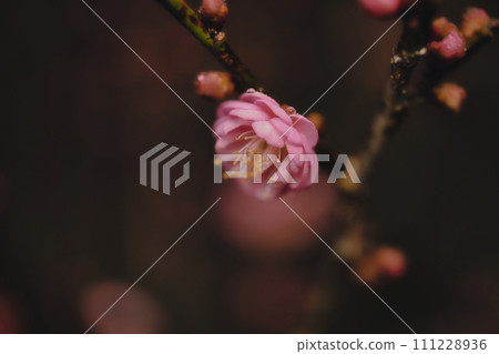 Close-up of plum blossom with water droplets Close-up of plum blossom with water droplets 111228936