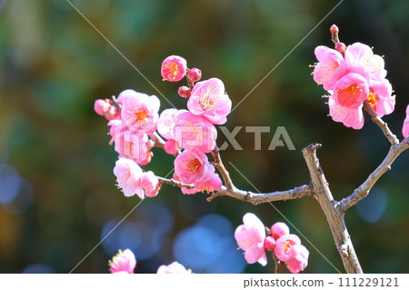 龜戶天神梅花節 梅花紅梅 東京都江東區龜戶 龜戶天神梅花節 梅花紅梅 東京都江東區龜戶 111229121
