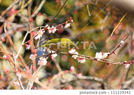 龜戶天神梅花節 梅花與白眼白梅 東京都江東區龜戶 龜戶天神梅花節 梅花與白眼白梅 東京都江東區龜戶 111229341