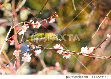 龜戶天神梅花節 梅花與白眼白梅 東京都江東區龜戶 111229342