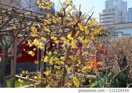Kameido Tenjin Plum Festival Ume Waumei Kameido, Koto-ku, Tokyo Kameido Tenjin Plum Festival Ume Waumei Kameido, Koto-ku, Tokyo 111229354