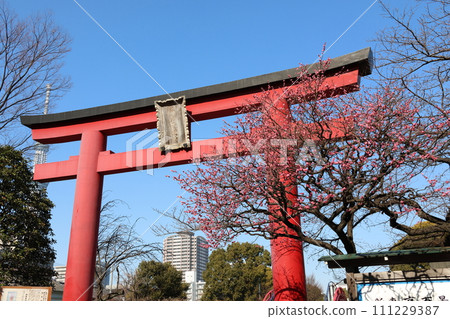 Kameido Tenjin Shrine's Plum Festival: Torii Gate and Red Plum Blossoms Kameido Tenmangu Shrine, Kameido, Koto-ku, Tokyo 111229387