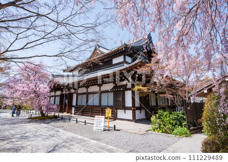 青龍殿將軍塚盛開的垂枝櫻花 青龍殿青蓮院門跡 111229489