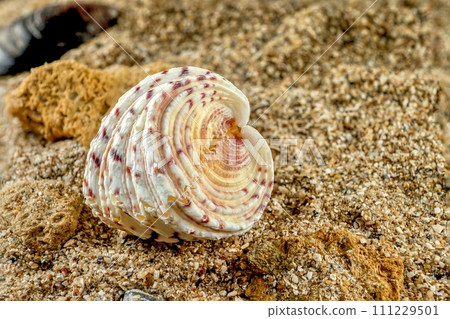 Hippopus sea Shell on the sand 111229501