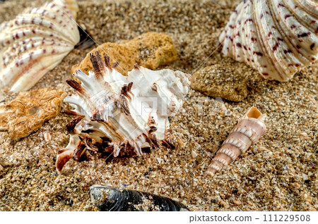 Murex Indivia Longspine Shell on the sand 111229508
