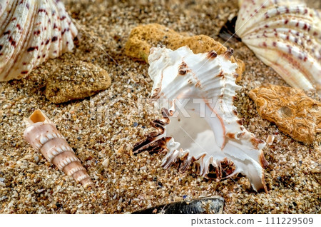 Murex Indivia Longspine Shell on the sand 111229509