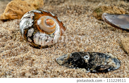 Turban Seashell on the sand Turban Seashell on the sand 111229511