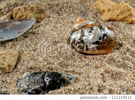 Turban Seashell on the sand Turban Seashell on the sand 111229512