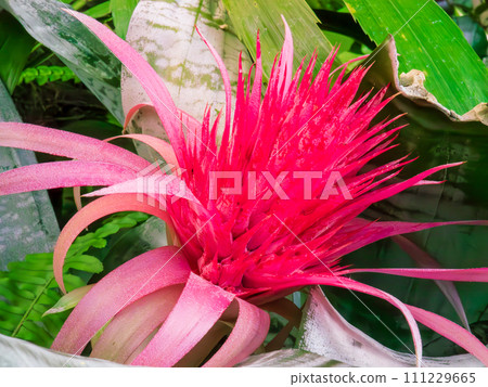Red flower bracts of striped coral bromeliad 111229665