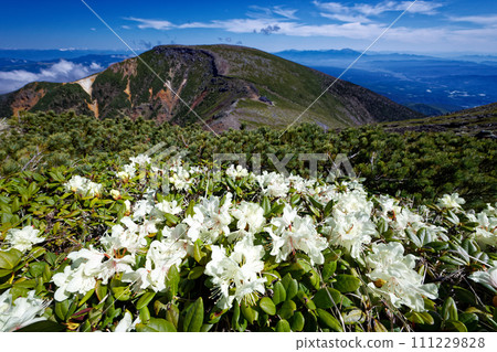 從杜鵑花盛開的山脊線看到八岳連峰和碘岳 111229828