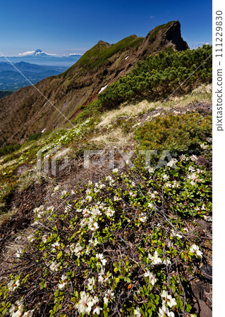 Rhododendron community, Yatsugatake mountain range, Yokodake main peak and Mt. Fuji Rhododendron community, Yatsugatake mountain range, Yokodake main peak and Mt. Fuji 111229830