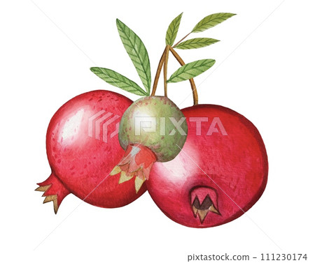 Hand drawn ripe pomegranates, watercolor illustration 111230174