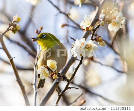 Mejiro吮吸梅花的蜂蜜 111230311