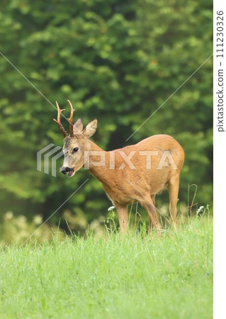 Beautiful european roe deer male Beautiful european roe deer male 111230326