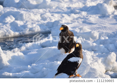 Steller's sea eagle, drift ice of Rausu, Shiretoko peninsula, Hokkaido Steller's sea eagle, drift ice of Rausu, Shiretoko peninsula, Hokkaido 111230665
