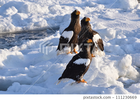 Steller's sea eagle, drift ice of Rausu, Shiretoko peninsula, Hokkaido 111230669