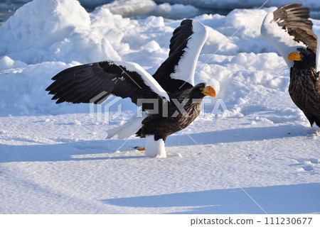 Steller's sea eagle, drift ice of Rausu, Shiretoko peninsula, Hokkaido 111230677
