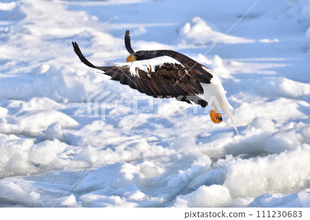 Steller's sea eagle, drift ice of Rausu, Shiretoko peninsula, Hokkaido Steller's sea eagle, drift ice of Rausu, Shiretoko peninsula, Hokkaido 111230683