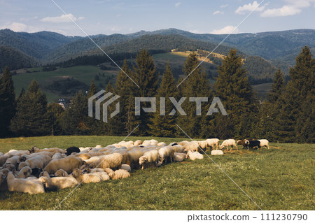 Sheeps in a meadow on green grass. Flock of sheep grazing in a hill. European mountains traditional shepherding in high-altitude fields. Farming outdoor. Sheeps in a meadow on green grass. Flock of sheep grazing in a hill. European mountains traditional shepherding in high-altitude fields. Farming outdoor. 111230790