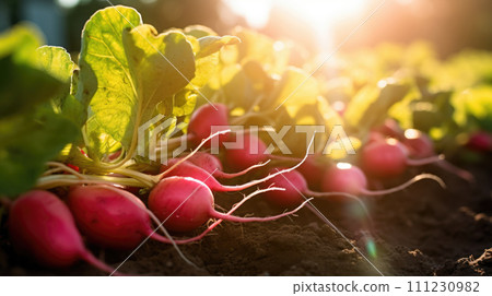 vegetables radish production and cultivation, green business, entrepreneurship harvest. Purple 111230982