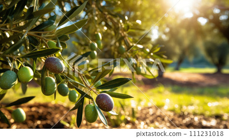 vegetables Olive Trees production and cultivation, green business, entrepreneurship harvest. 111231018