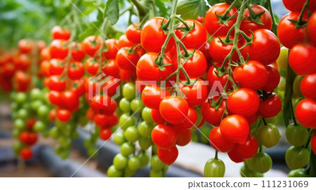 vegetables Cherry Tomatoes production and cultivation, green business, entrepreneurship harvest. Copy Space 111231069